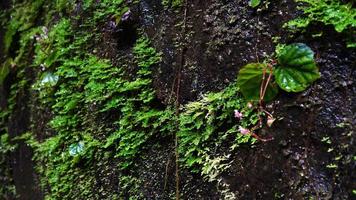 rain water drop dribbling on moss after rain. video