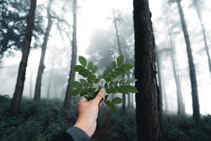 misty forest and pine trees photo