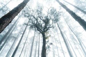 misty forest and pine trees photo
