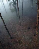 misty forest and pine trees photo