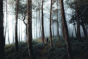 misty forest and pine trees photo