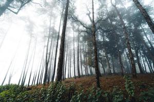 misty forest and pine trees photo