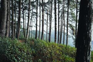 misty forest and pine trees photo