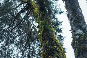 old trees and moss in the rainforest photo