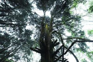 árboles viejos y musgo en la selva tropical foto