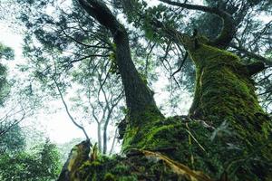 árboles viejos y musgo en la selva tropical foto