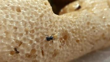 Bees on the honeycomb. Honeycomb with bee bread. video