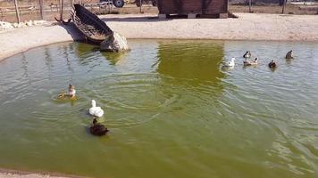 una bandada de patos nada y se refresca en un pequeño estanque. foto