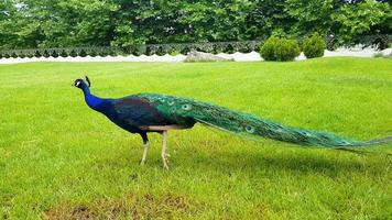 Elegant Peacocks walking around at the lawn in a park in Bulgaria. photo