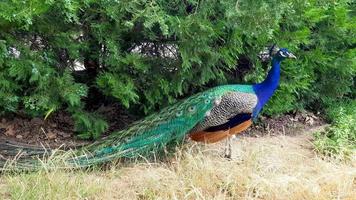 Elegant Peacocks walking around at the lawn in a park in Bulgaria. photo