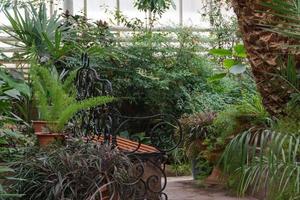 bench in the Botanical greenhouse. tropical decorative orangery photo