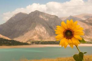 un girasol en el fondo de las montañas y el lago. uzbekistán, embalse de charvak. naturaleza de asia central foto