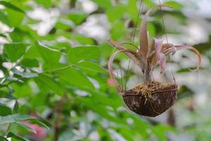 pot of flowers in a decorative greenhouse. tropical orangery photo