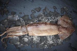 calamares crudos sobre hielo en el fondo de la placa oscura, calamares frescos, pulpo o sepia para comida cocinada en el restaurante o en el mercado de mariscos