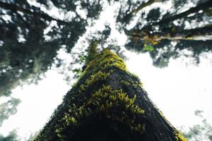 old trees and moss in the rainforest photo