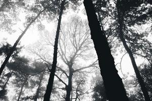 misty forest and pine trees photo