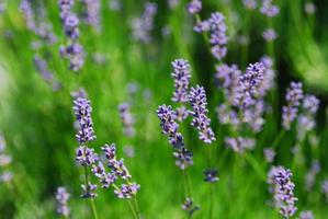 fresh lilac in green nature photo