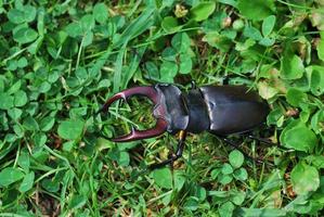 large stag beetle in the green grass photo