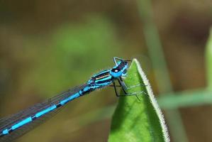 blue dragonfly on a leave photo