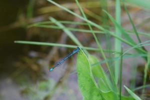 blue dragonfly on a leave in a pond photo