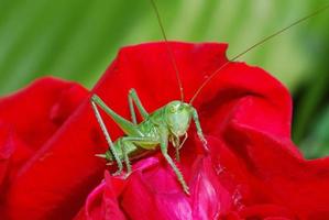 grasshopper looks into the camera photo