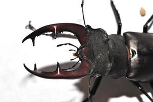 large stag beetle