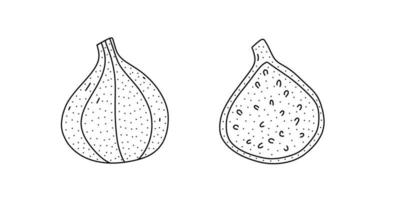 Hand drawn vector illustration of a fig in doodle style. Cute illustration of a fruit on a white background.