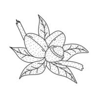icono de fruta de argán dibujado a mano en estilo de fideos. icono de vector de fruta de argán de dibujos animados para diseño web aislado sobre fondo blanco.