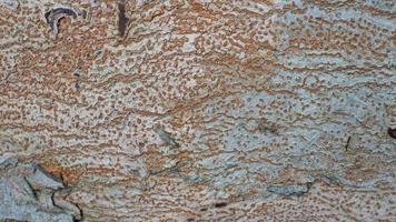 tree bark texture, pattern of natural tree bark background. Rough surface of trunk photo