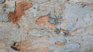 tree bark texture, pattern of natural tree bark background. Rough surface of trunk photo