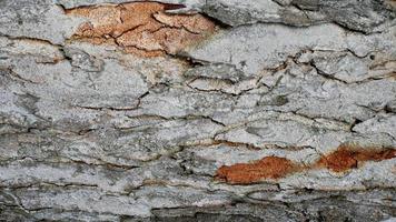 tree bark texture, pattern of natural tree bark background. Rough surface of trunk photo