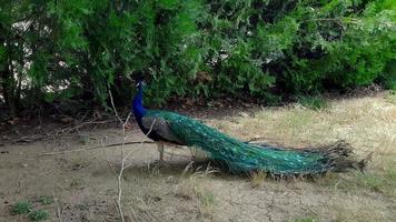 Elegant Peacocks walking around at the lawn in a park in Bulgaria. photo