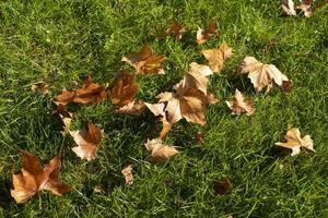 Autumn leaves in a green grass field photo
