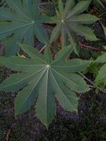 leaf texture that resembles marijuana leaves photo