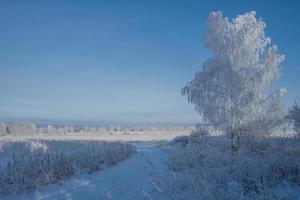 Trees covered with frost on a sunny frosty day. photo