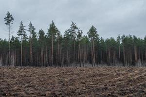 Forest soil prepared for planting young trees. photo