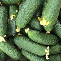 Macro photo green fresh eggs. Stock illustration vegetable green cucumbers