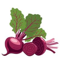 A set of beets in whole form and sliced vector