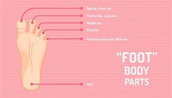 foot parts that show the name of all five fingers. vector illustration eps10