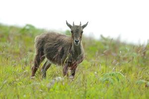 Nilgiritragus hylocrius  in eravikulam national park south india photo