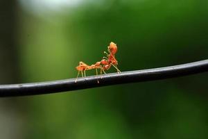primer plano de hormigas rojas foto