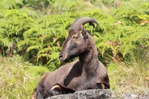 Mountain goat nilgiri tahr photo