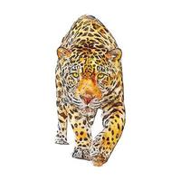 Jaguar animal watercolor sketch hand drawn illustration isolated white background vector