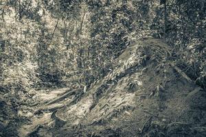 Ant and termite mound jungle forest Ilha Grande Brazil. photo