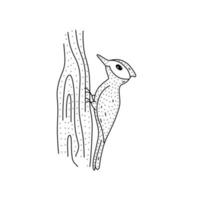 Hand drawn woodpecker on tree trunk icon in doodle style. Cartoon woodpecker vector icon for web design isolated on white background.