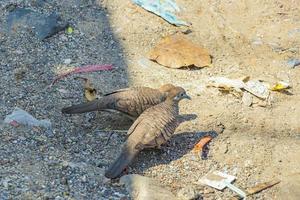 Pigeons doves eating from the ground with garbage Bangkok Thailand. photo