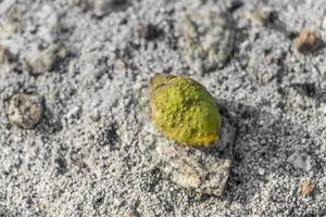 Rotten and stunted little lemon lies on the ground. photo