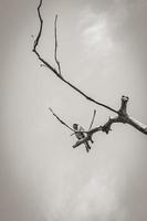 Bird on dead tree natural tropical jungle Brazil. photo