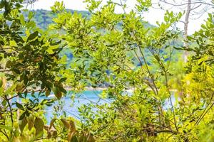 playa de manglares y pouso en la isla tropical ilha grande brasil. foto