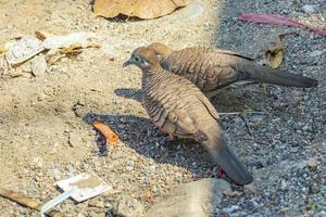 Pigeons doves eating from the ground with garbage Bangkok Thailand. photo